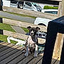 Tyson a rejoint le concours — aidez-le/la à gagner de superbes lots ! animal, backyard, black_and_white, canine, cute, daytime, dog, fence, grass, leisure, nature, outdoor, parked_cars, pet, puppy, residential_area, sitting, sunlight, wooden_deck, young_dog