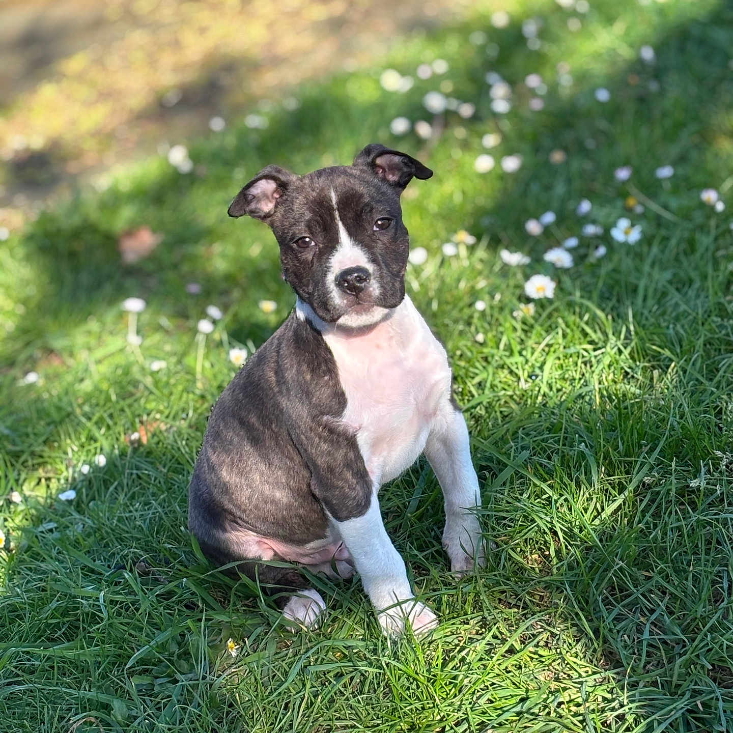 Tyson participe au concours pour gagner de l'argent avec cette photo : animal, bostonbull, boxer, bulldog, canine, dog, field, flower, grass, grassland, green, herbal, herbs, lawn, nature, outdoors, pet, plant, puppy, vegetation