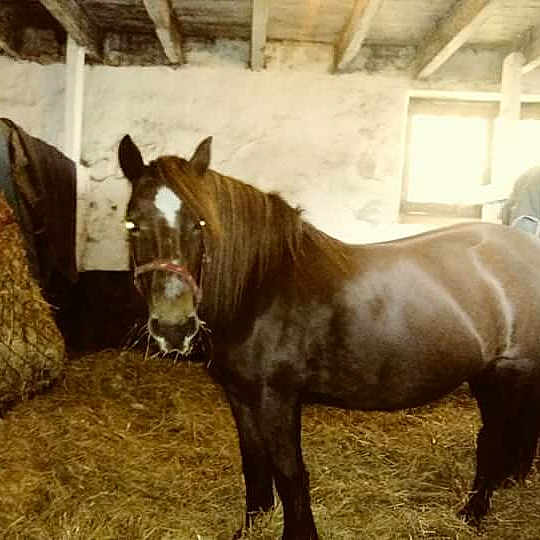 Jazzie joined the competition — help win amazing prizes! bridle, colt, foal, horse, horse_like_mammal, horse_supplies, horse_tack, livestock, mane, mare, mustang_horse, pack_animal, pony, saddle, snout, stable, stallion