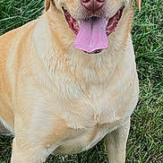 Lily is registered to the contest to win money with this photo: dog, golden_retriever, grass, tongue_out, happy, pet, animal, outdoor, mammal, canine, smiling, fur, ears, nose, sitting, friendly, playful, nature, daylight, cute