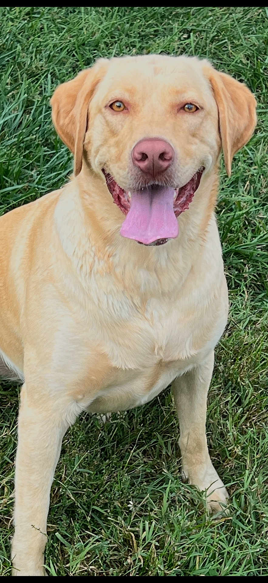 Lily