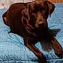 animal, bed, blanket, canine, cushion, dog, furniture, homedecor, hound, indoors, labradorretriever, pet, pointer, puppy, snout