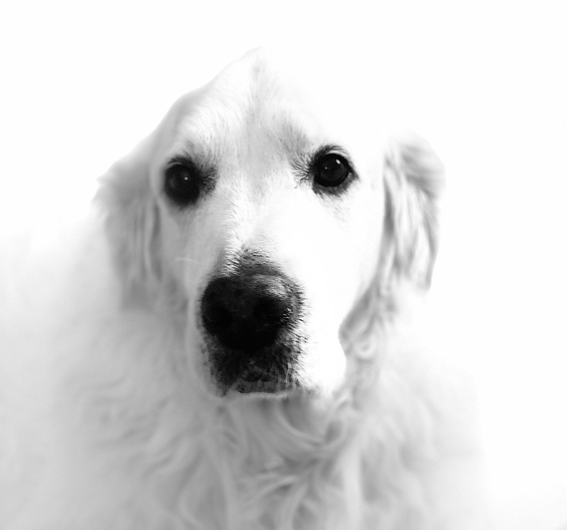 Chaiko a rejoint le concours — aidez-le/la à gagner de superbes lots ! akbash_dog, black, black_and_white, canidae, carnivore, companion_dog, dog, dog_breed, golden_retriever, great_pyrenees, head, mammal, maremma_sheepdog, monochrome, nose, puppy, snout, sporting_group, vertebrate, white