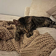 Berlioz a rejoint le concours — aidez-le/la à gagner de superbes lots ! cat, tabby, sleeping, blanket, knitted, beige, couch, furniture, cozy, indoor, pet, resting, relaxation, striped, fur, paw, home, comfort, animal, nap