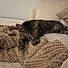 cat, tabby, sleeping, blanket, knitted, beige, couch, furniture, cozy, indoor, pet, resting, relaxation, striped, fur, paw, home, comfort, animal, nap