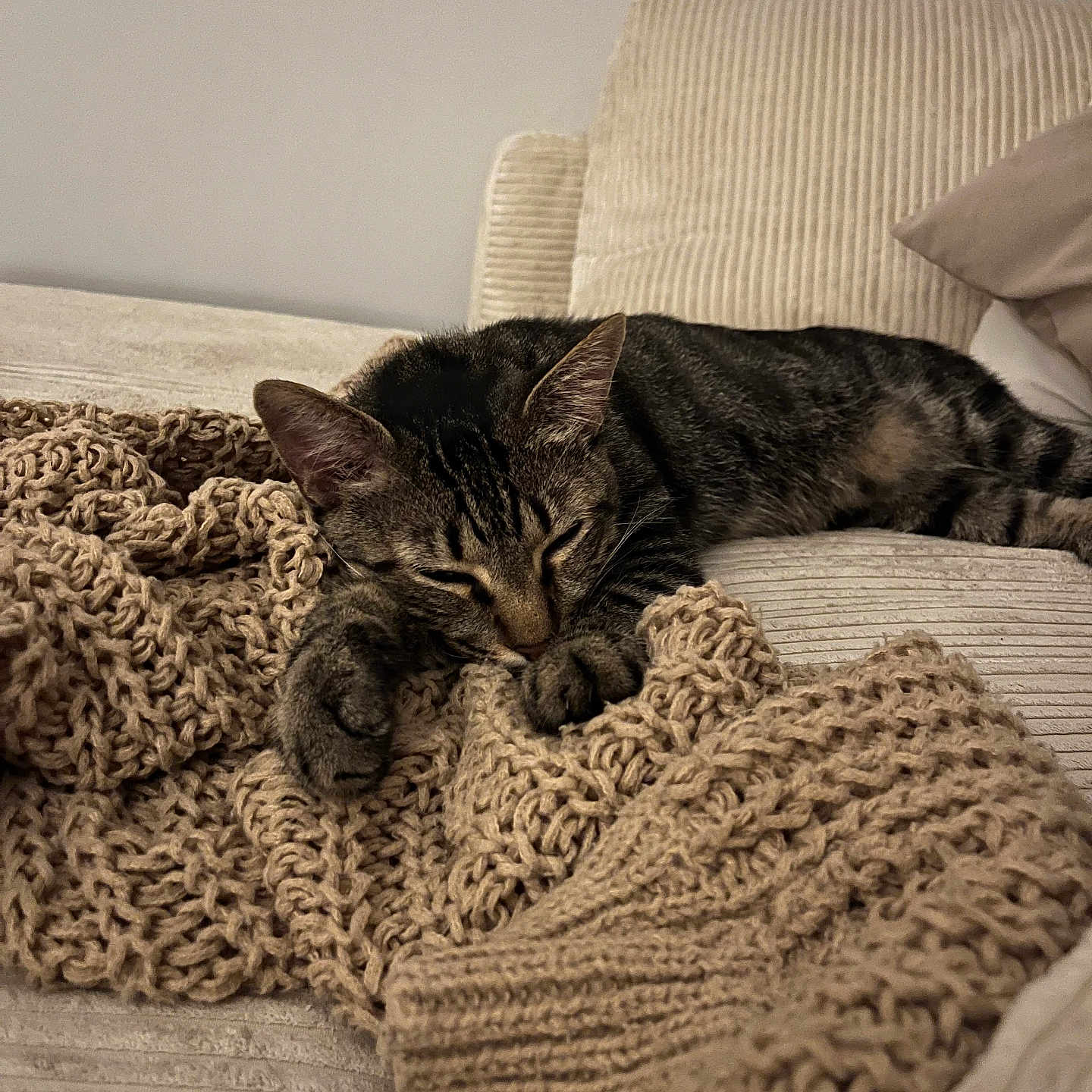 Berlioz a rejoint le concours — aidez-le/la à gagner de superbes lots ! cat, tabby, sleeping, blanket, knitted, beige, couch, furniture, cozy, indoor, pet, resting, relaxation, striped, fur, paw, home, comfort, animal, nap