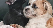 Apolo a rejoint le concours — aidez-le/la à gagner de superbes lots ! cat, dog, pet, cuddle, blanket, fur, animal, indoor, cozy, companion, cute, snuggle, relaxing, feline, canine, friendship, soft, closeup, home, resting