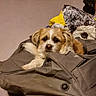 dog, small_dog, fluffy, bag, gray_bag, blanket, patchwork, animal_pattern, indoor, cozy, curious, fur, pet, resting, cute, brown_and_white, soft_texture, fabric, carpet, relaxed