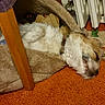 dog, sleeping, pet_bed, carpet, radiator, wooden_chair_leg, indoors, cozy, resting, fur, collar, home, quiet, relaxed, brown, white, soft_texture, comfort, animal, nap