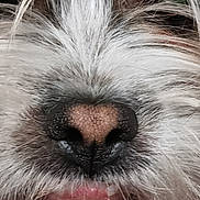 Apolo a rejoint le concours — aidez-le/la à gagner de superbes lots ! dog, close_up, snout, nose, fur, whiskers, mouth, teeth, eye, pet, animal, canine, texture, hair, muzzle, portrait, cute, detail, face, domestic_animal