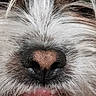 dog, close_up, snout, nose, fur, whiskers, mouth, teeth, eye, pet, animal, canine, texture, hair, muzzle, portrait, cute, detail, face, domestic_animal