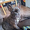 brindle, brown_eyes, canine, chairs, couch, dog, french_bulldog, furniture, indoor, large_ears, living_room, lying_down, pet, portrait, rope_toy, sitting, table, white_chest, wood_floor, wrinkled_face