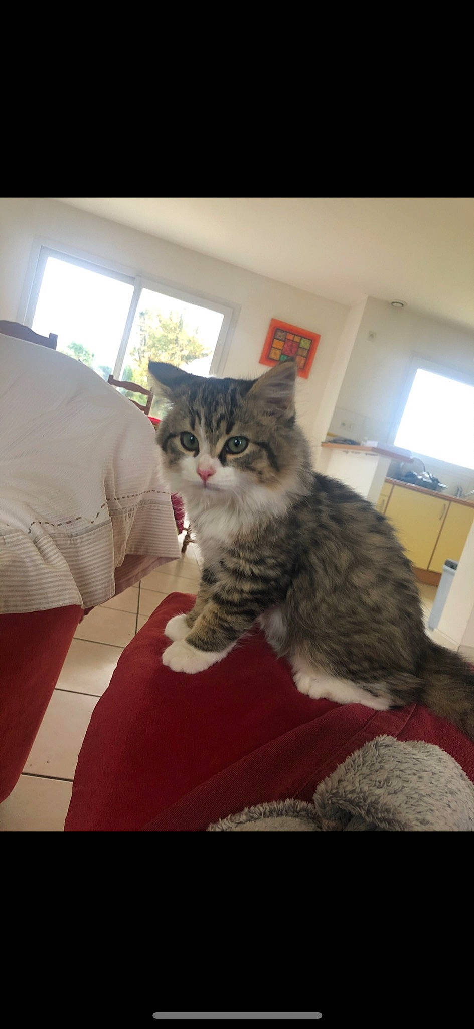 Bello participe au concours pour gagner de l'argent avec cette photo : carnivore, cat, claw, comfort, couch, domestic_short_haired_cat, felidae, flooring, fur, grey, maine_coon, mammal, paw, room, sitting, sleeve, small_to_medium_sized_cats, tail, whiskers, window