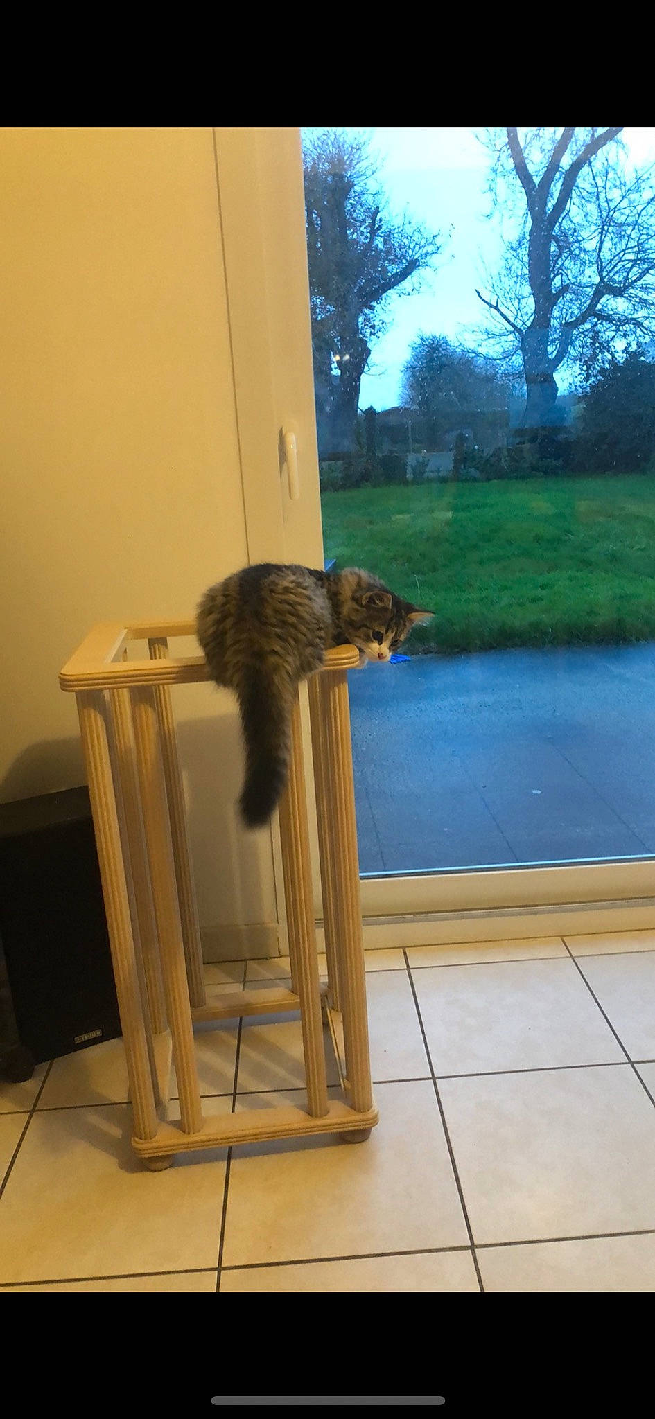 Bello a rejoint le concours — aidez-le/la à gagner de superbes lots ! carnivore, cat, cat_supply, chair, fawn, felidae, flooring, fur, grass, plant, sky, small_to_medium_sized_cats, tail, terrestrial_animal, tints_and_shades, tree, whiskers, window, wood, wood_stain