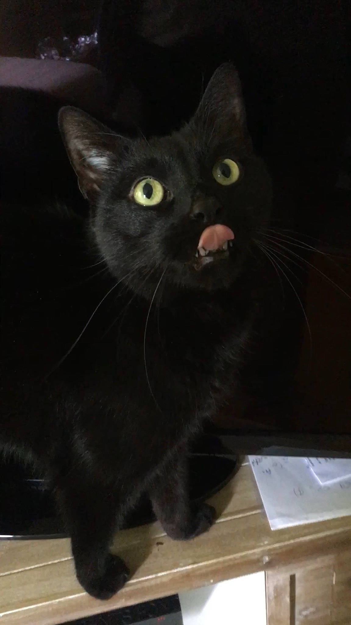 Toune participe au concours pour gagner de l'argent avec cette photo : asian, black, black_cat, bombay, burmese, carnivore, cat, domestic_short_haired_cat, eye, felidae, havana_brown, kitten, korat, mammal, polydactyl_cat, small_to_medium_sized_cats, snout, tail, vertebrate, whiskers