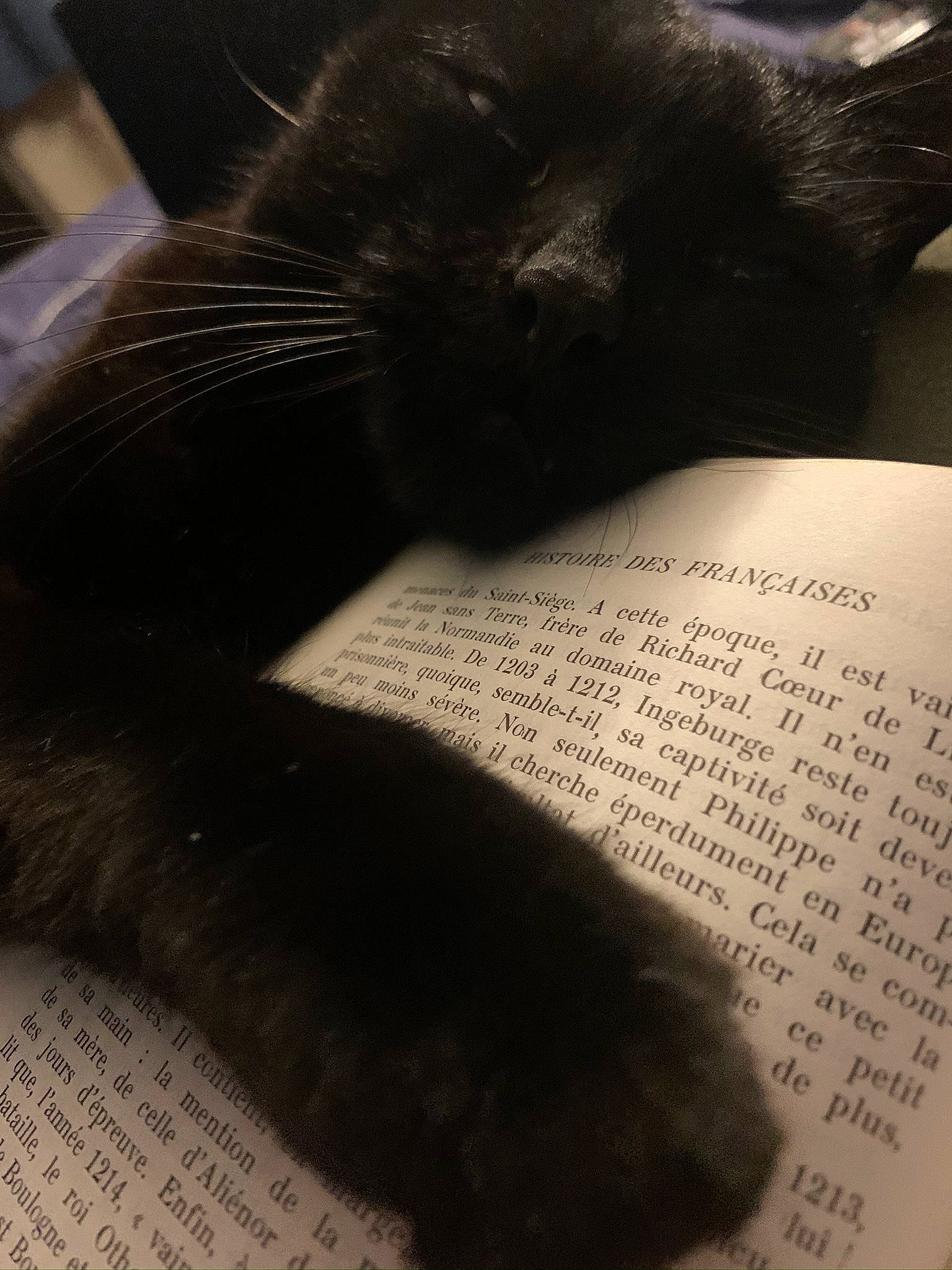 Toune a rejoint le concours — aidez-le/la à gagner de superbes lots ! asian, black_cat, carnivore, cat, claw, domestic_short_haired_cat, felidae, fur, paw, small_to_medium_sized_cats, snout, tail, whiskers