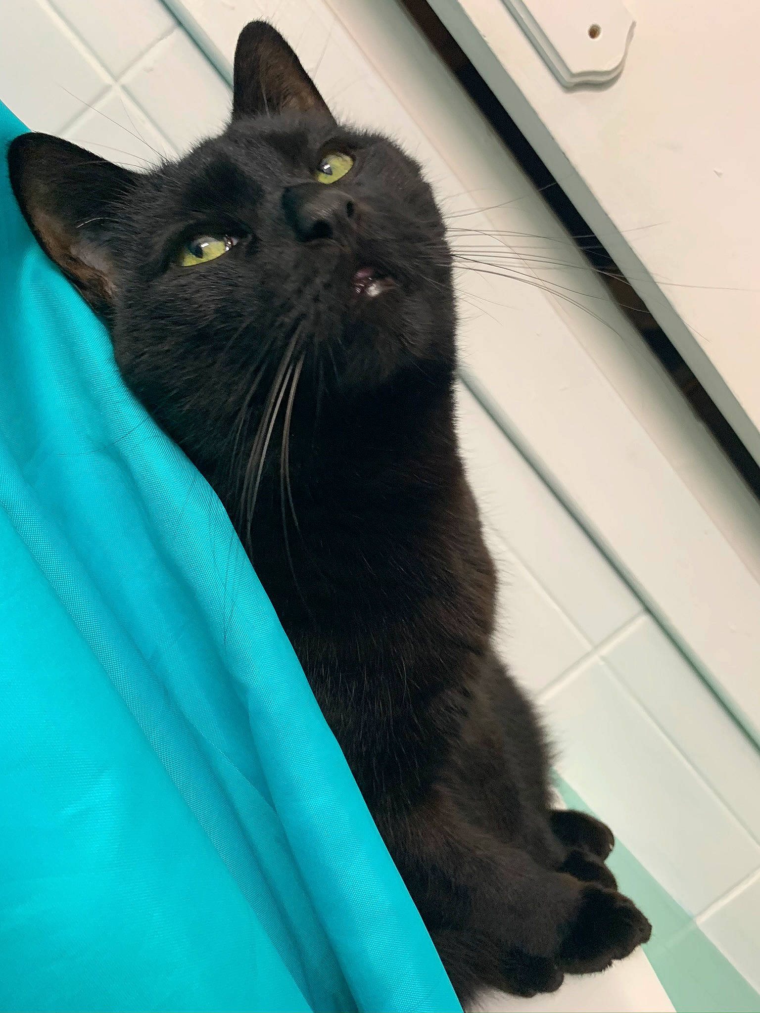 Toune a rejoint le concours — aidez-le/la à gagner de superbes lots ! asian, black, black_cat, bombay, carnivore, cat, domestic_short_haired_cat, eye, felidae, fur, korat, mammal, small_to_medium_sized_cats, snout, tail, vertebrate, whiskers