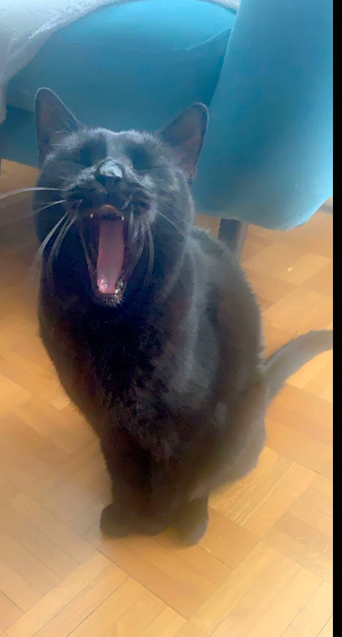 Toune a rejoint le concours — aidez-le/la à gagner de superbes lots ! black_cat, burmese, carnivore, cat, eye, facial_expression, fang, felidae, kitten, korat, mouth, nebelung, russian_blue, sky, small_to_medium_sized_cats, snout, whiskers, yawn