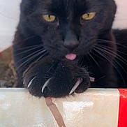 Toune a rejoint le concours — aidez-le/la à gagner de superbes lots ! black, black_cat, bombay, burmese, carnivore, cat, chartreux, domestic_short_haired_cat, felidae, kitten, korat, mammal, nebelung, polydactyl_cat, small_to_medium_sized_cats, snout, vertebrate, whiskers