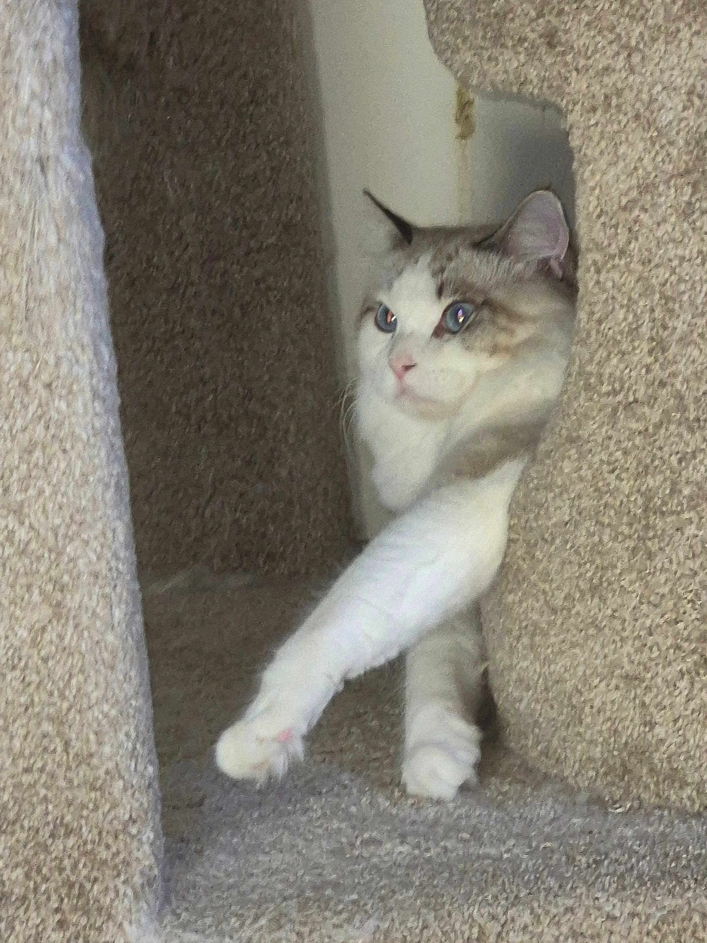 Captain joined the competition — help win amazing prizes! cat, fluffy, carpet, stretching, paw, feline, indoor, animal, pet, curious, white, gray, ears, whiskers, soft, cozy, home, resting, alert, cute