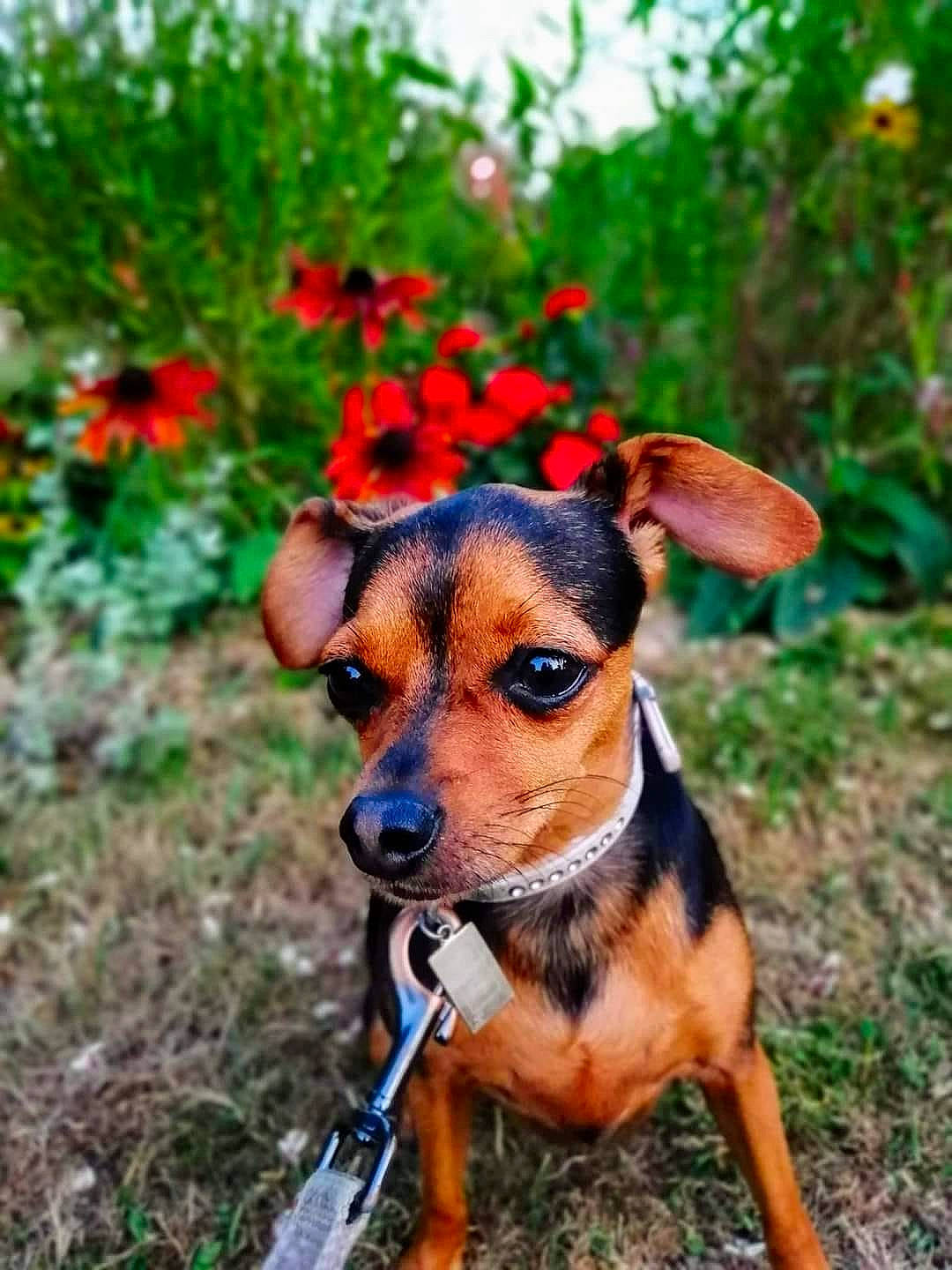 Cheyenne a rejoint le concours — aidez-le/la à gagner de superbes lots ! adventure, canidae, carnivore, dog, dog_breed, fawn, flower, mammal, miniature_pinscher, plant, puppy, rare_breed_dog, snout, toy_dog, vertebrate, wildflower