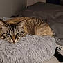 Chipie participe au concours pour gagner de l'argent avec cette photo : cat, fluffy_cushion, indoor, relaxed, gray, striped_fur, pet, animal, floor, tail, cozy, resting, feline, soft_texture, domestic, cute, warm, comfortable, quiet, calm