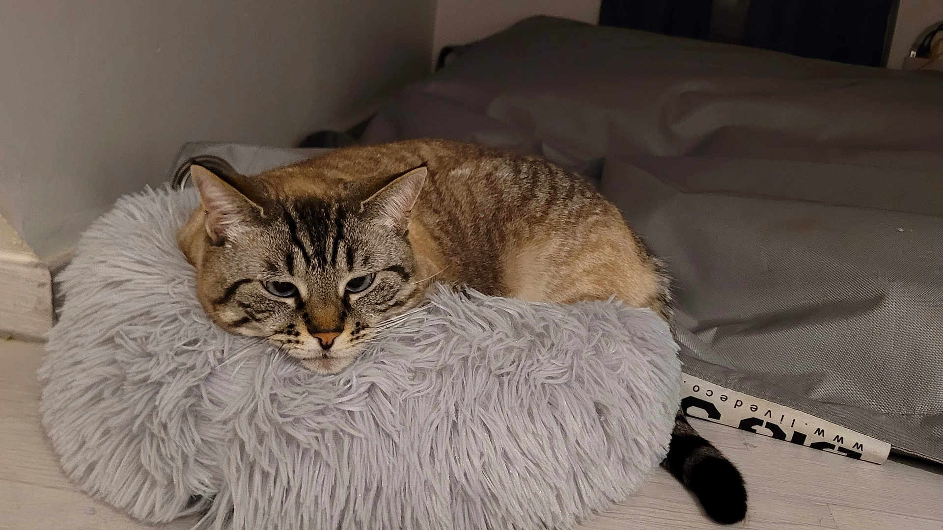 Chipie participe au concours pour gagner de l'argent avec cette photo : cat, fluffy_cushion, indoor, relaxed, gray, striped_fur, pet, animal, floor, tail, cozy, resting, feline, soft_texture, domestic, cute, warm, comfortable, quiet, calm