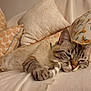 Chipie participe au concours pour gagner de l'argent avec cette photo : cat, tabby, sleeping, cozy, pillows, blanket, indoor, feline, relaxed, home, decor, pattern, leaf_pattern, bird_pattern, whiskers, claws, resting, cute, pet, soft