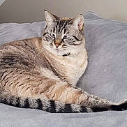 Chipie a rejoint le concours — aidez-le/la à gagner de superbes lots ! cat, tabby_cat, striped_fur, pet, animal, feline, resting, indoor, blanket, gray, soft_texture, relaxed, cozy, whiskers, ears, tail, side_view, fur_pattern, domestic_cat, companion