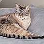 cat, tabby_cat, striped_fur, pet, animal, feline, resting, indoor, blanket, gray, soft_texture, relaxed, cozy, whiskers, ears, tail, side_view, fur_pattern, domestic_cat, companion