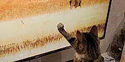 Mowgli participe au concours pour gagner de l'argent avec cette photo : animal, antelope, cat, computer_mouse, curious, desk, fifa21, gaming, home, indoor, keyboard, nature, paw, pet, screen, tabby_cat, technology, television, video_game_case, wildlife