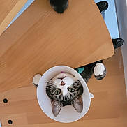 Mowgli participe au concours pour gagner de l'argent avec cette photo : cat, cone, protective_collar, wooden_chair, upside_down, curious, paws, indoor, pet, feline, tabby, whiskers, ears, green_eyes, furniture, playful, domestic_animal, close_up, looking_up, funny_pose