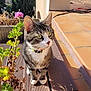 Mowgli participe au concours pour gagner de l'argent avec cette photo : cat, tabby_cat, flower_pot, plant, greenery, wooden_deck, tile_floor, sunlight, outdoor, pet, collar, animal, curious, whiskers, ears, paws, nature, daylight, architecture, garden