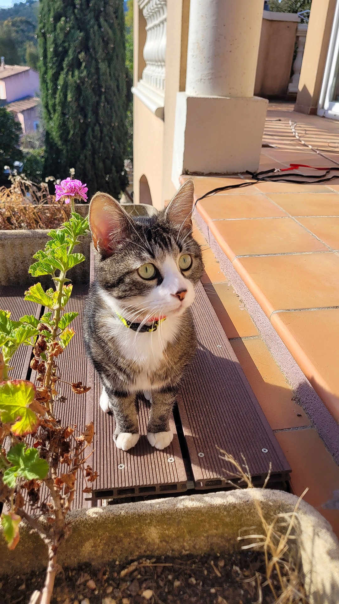 Mowgli participe au concours pour gagner de l'argent avec cette photo : cat, tabby_cat, flower_pot, plant, greenery, wooden_deck, tile_floor, sunlight, outdoor, pet, collar, animal, curious, whiskers, ears, paws, nature, daylight, architecture, garden