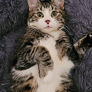 Mowgli participe au concours pour gagner de l'argent avec cette photo : animal, cat, close_up, curious, cute, domestic_cat, fluffy, fur, indoor, lying_down, paws, pet, playful, purple_cushion, relaxed, soft_texture, striped, tabby, whiskers, wide_eyes