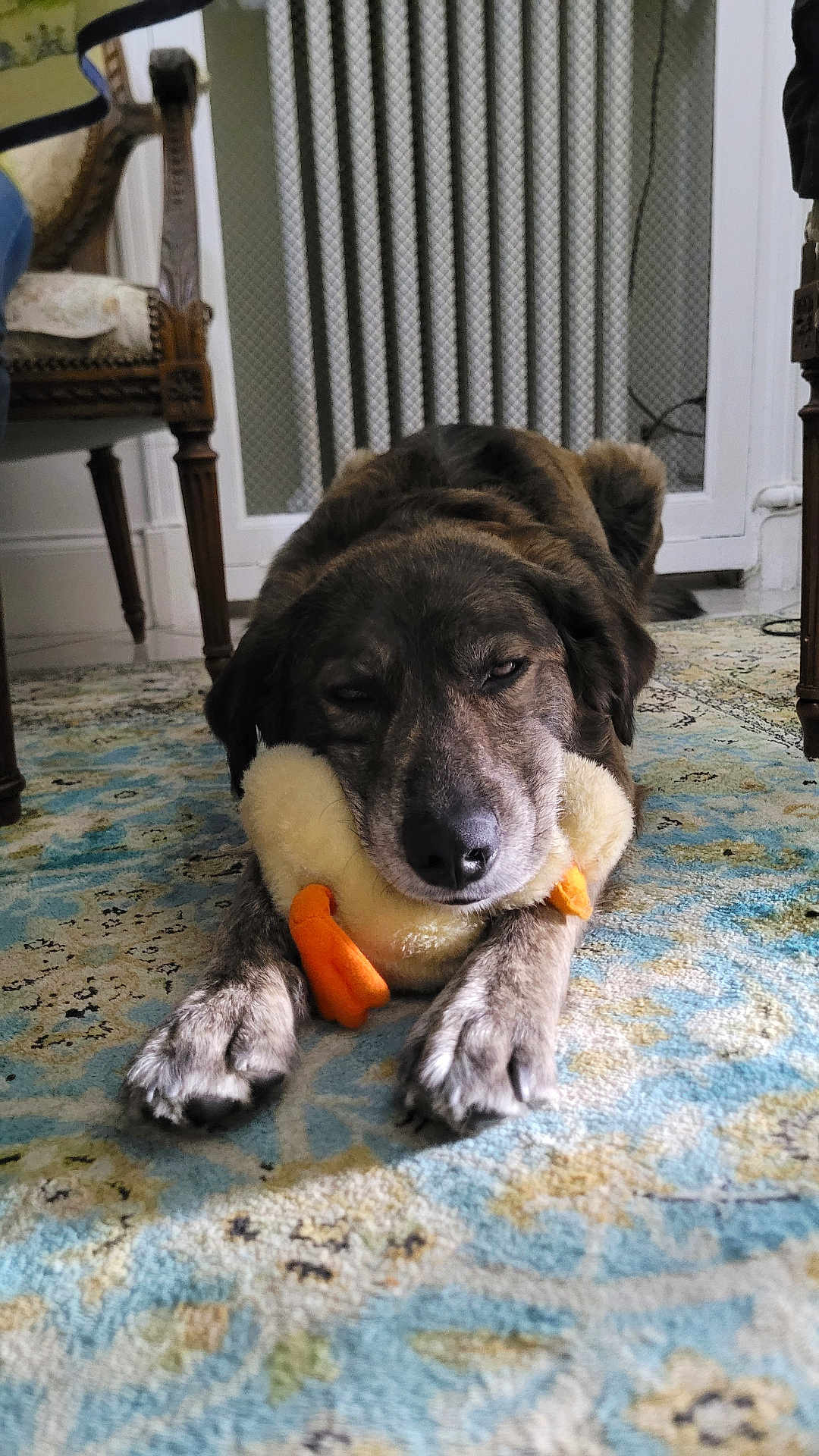 Harley participe au concours pour gagner de l'argent avec cette photo : dog, toy, stuffed_animal, carpet, indoor, resting, animal, pet, brown_fur, vintage_furniture, chair, radiator, cozy, sleepy, close_up, floor, paws, mammal, domestic_animal, relaxed