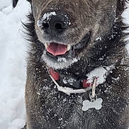 Harley participe au concours pour gagner de l'argent avec cette photo : dog, snow, outdoor, animal, pet, collar, fur, happy, playful, winter, canine, tongue, closeup, portrait, tag, brown_fur, nose, ears, snowflakes, friendly