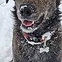 dog, snow, outdoor, animal, pet, collar, fur, happy, playful, winter, canine, tongue, closeup, portrait, tag, brown_fur, nose, ears, snowflakes, friendly