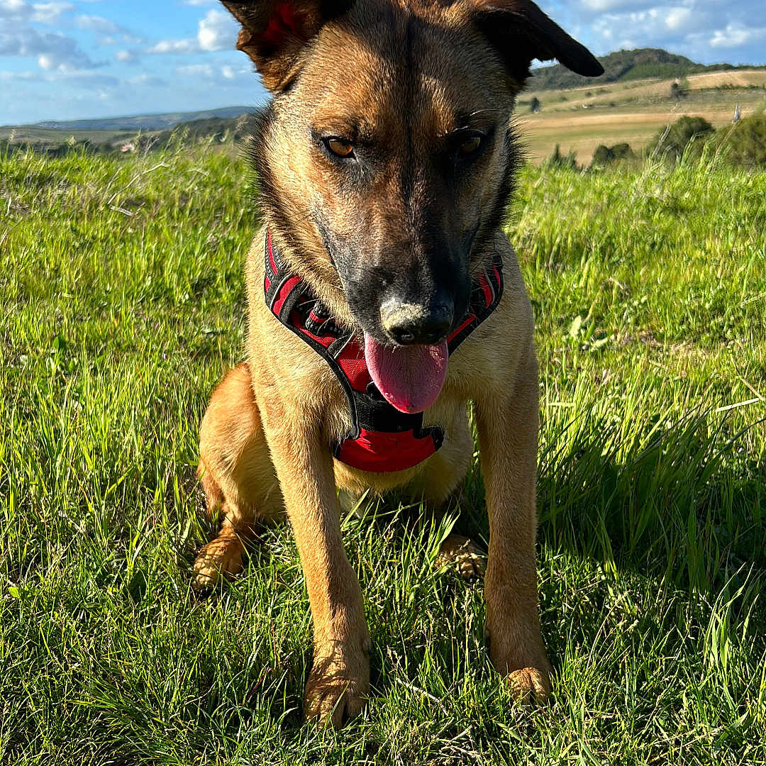 Jarod a rejoint le concours — aidez-le/la à gagner de superbes lots ! accessories, animal, bulldog, canine, collar, dog, field, germanshepherd, grass, grassland, hound, labradorretriever, leash, nature, outdoors, pet, plant, policedog, puppy, strap