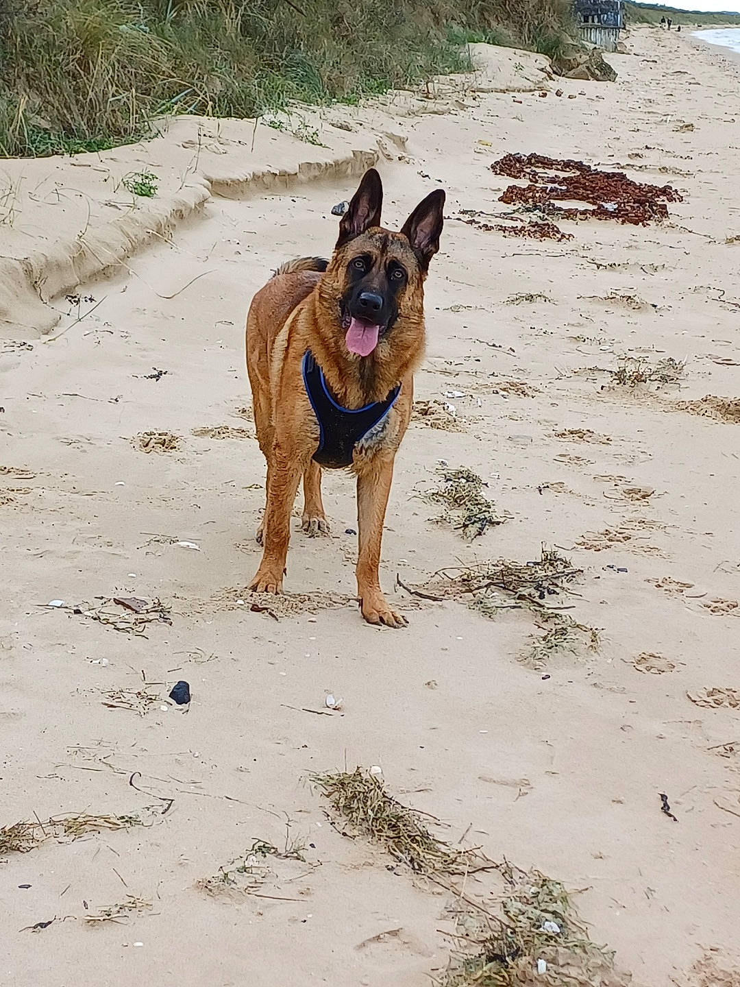 Ulyss a rejoint le concours — aidez-le/la à gagner de superbes lots ! beach, carnivore, collar, companion_dog, dog, dog_breed, fawn, german_shepherd_dog, herding_dog, liver, old_german_shepherd_dog, plant, sand, snout, sporting_group, tail, tree, water, working_animal, working_dog