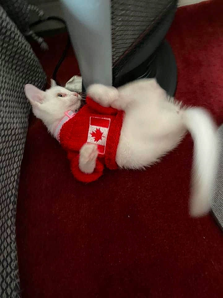 Snowball joined the competition — help win amazing prizes! carmine, carnivore, comfort, companion_dog, dog_breed, fawn, felidae, foot, fur, human_leg, lap, paw, santa_claus, small_to_medium_sized_cats, snout, stuffed_toy, tail, toy, whiskers, wool