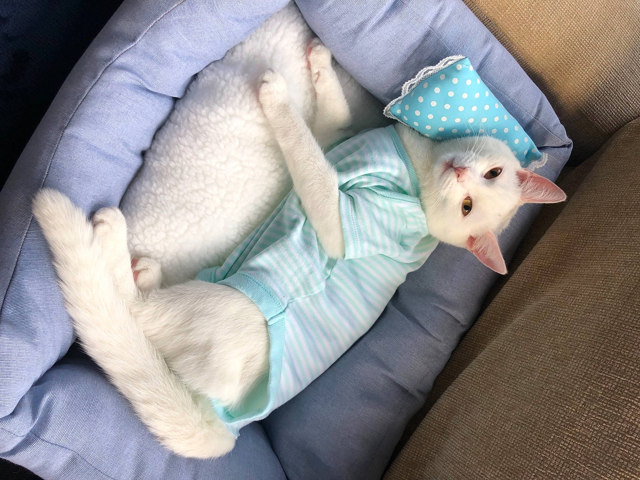 Snowball is registered to the contest to win money with this photo: baby_products, baby_sleeping, bedtime, carnivore, child, comfort, companion_dog, couch, dog_breed, fawn, felidae, fur, grey, linens, nail, sitting, small_to_medium_sized_cats, stuffed_toy, textile, toy_dog