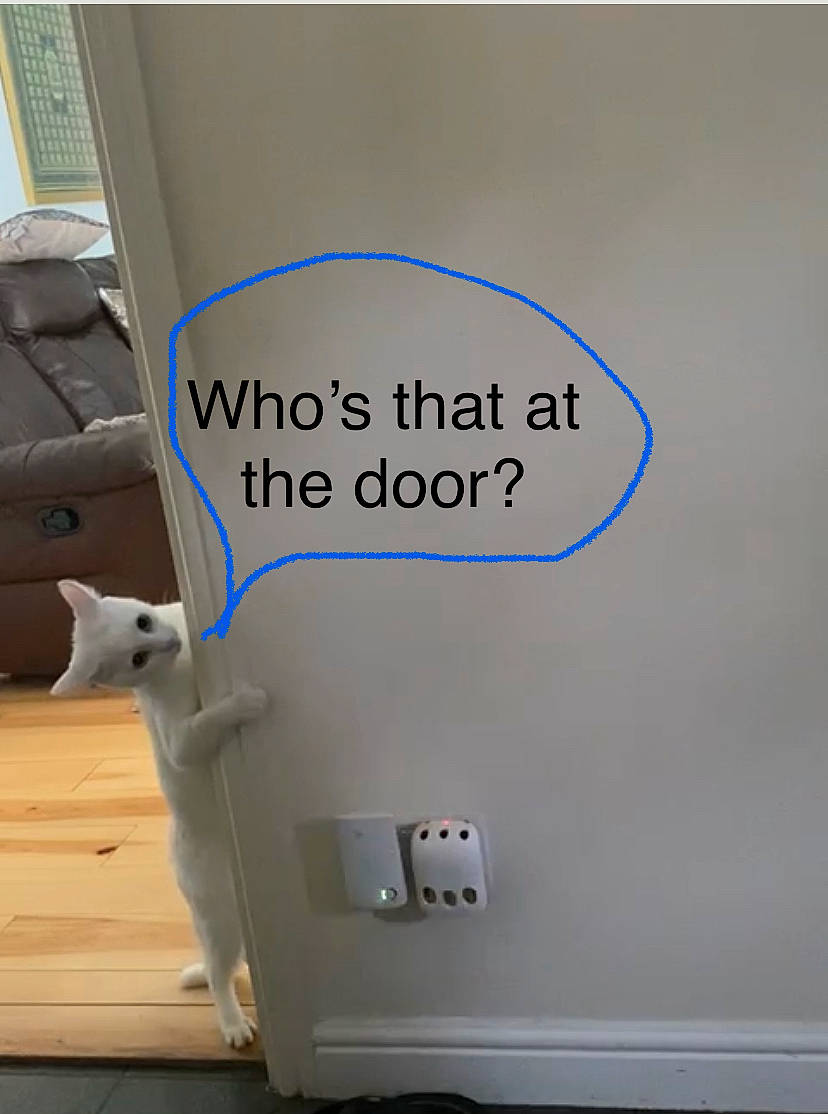 Snowball is registered to the contest to win money with this photo: advertising, audio_equipment, carnivore, companion_dog, electrical_wiring, flooring, font, gas, machine, rectangle, room, sign, signage, tail, vehicle_door, wood