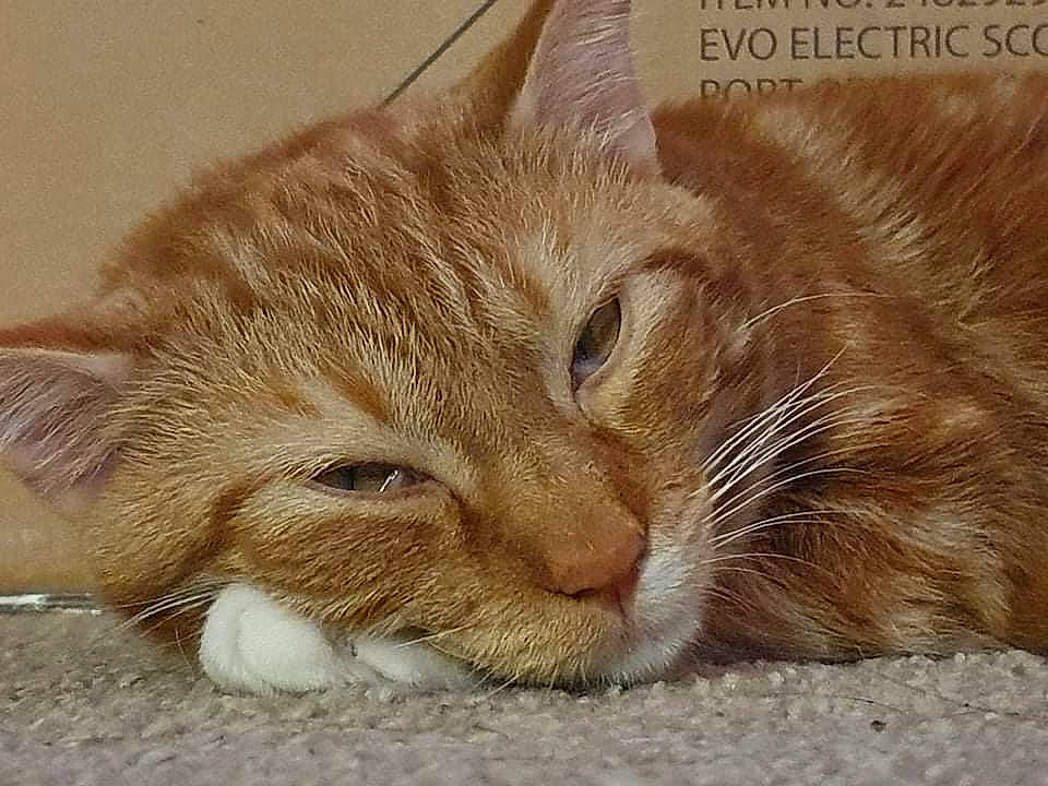 Loki joined the competition — help win amazing prizes! carnivore, cat, claw, comfort, domestic_short_haired_cat, ear, eye, fawn, felidae, fur, paw, photo_caption, small_to_medium_sized_cats, snout, tail, terrestrial_animal, whiskers, wildlife