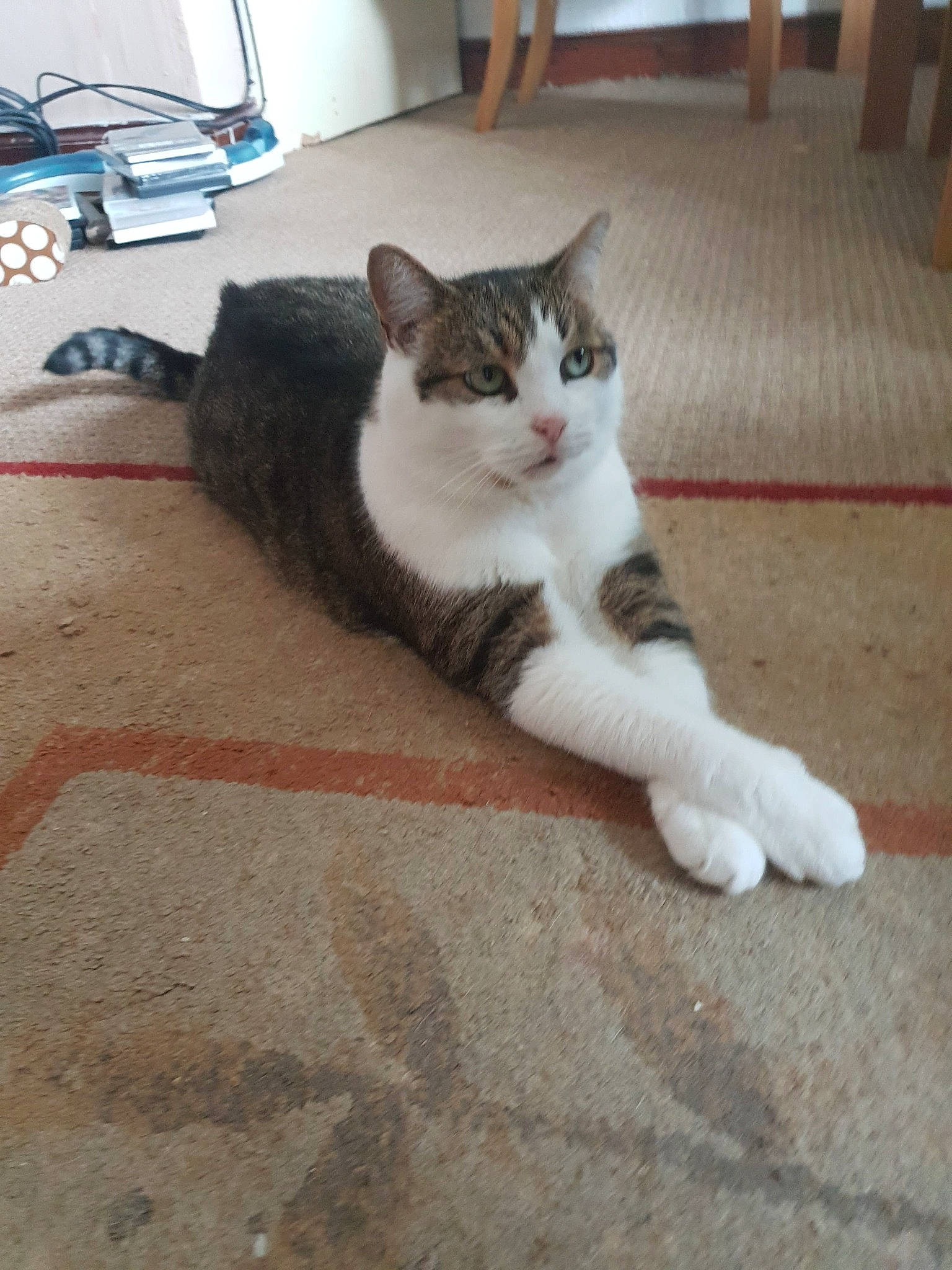 Demon joined the competition — help win amazing prizes! box, carnivore, cat, comfort, domestic_short_haired_cat, felidae, floor, flooring, foot, fur, grey, hardwood, human_leg, paw, small_to_medium_sized_cats, snout, tail, whiskers, wood, wood_flooring