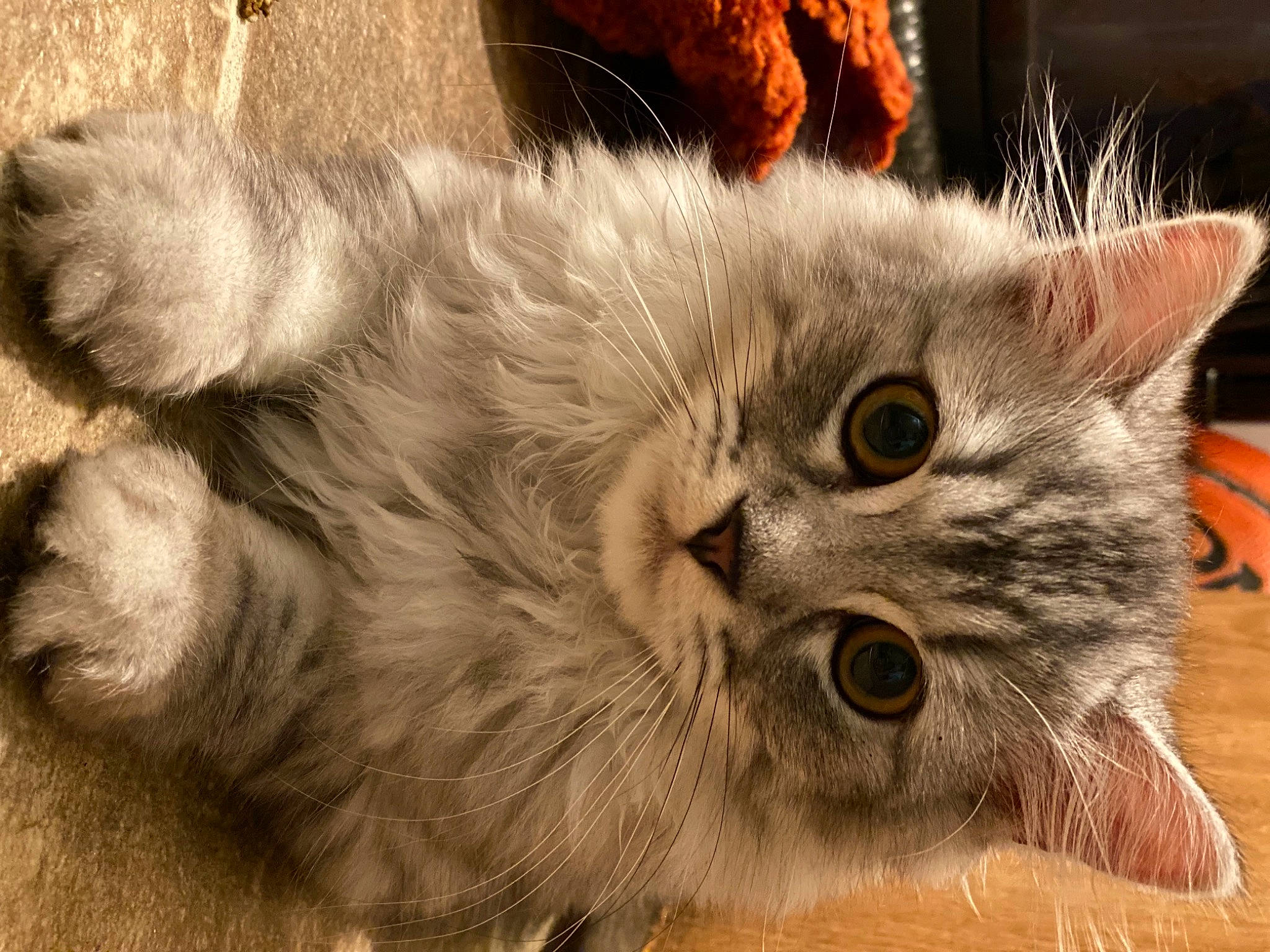 Skeeter is registered to the contest to win money with this photo: carnivore, cat, claw, domestic_short_haired_cat, fawn, felidae, fur, maine_coon, paw, photo_caption, small_to_medium_sized_cats, snout, tail, terrestrial_animal, whiskers, wood