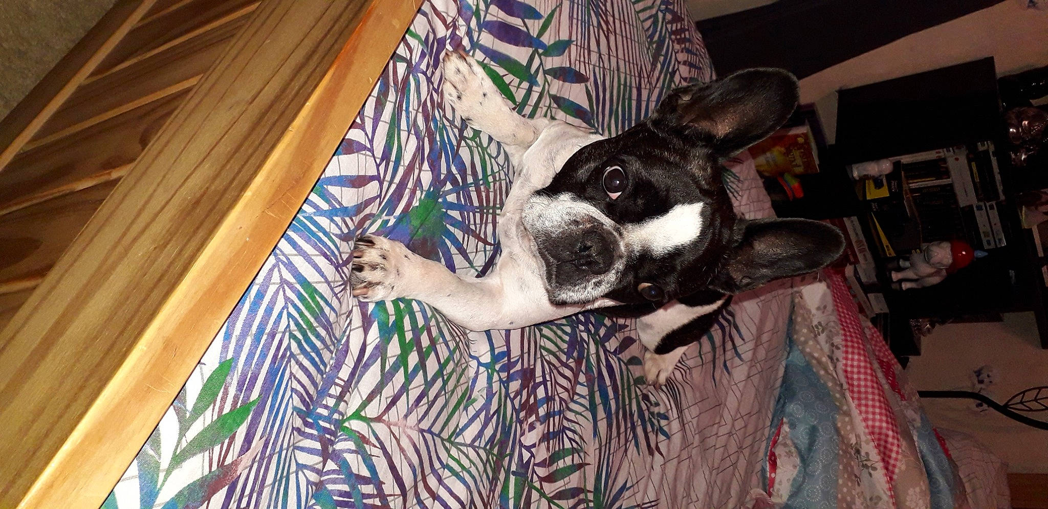 Jipsy a rejoint le concours — aidez-le/la à gagner de superbes lots ! boston_terrier, canidae, carnivore, companion_dog, dog, dog_breed, fawn, linens, non_sporting_group, paw, shelf, snout, terrestrial_animal, toy_dog, vertebrate, working_animal, working_dog