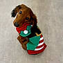 dog, puppy, dachshund, pet, sweater, holiday, christmas, festive, cute, brown, looking_up, indoors, floor, canine, animal, small_dog, adorable, knitted, red, green