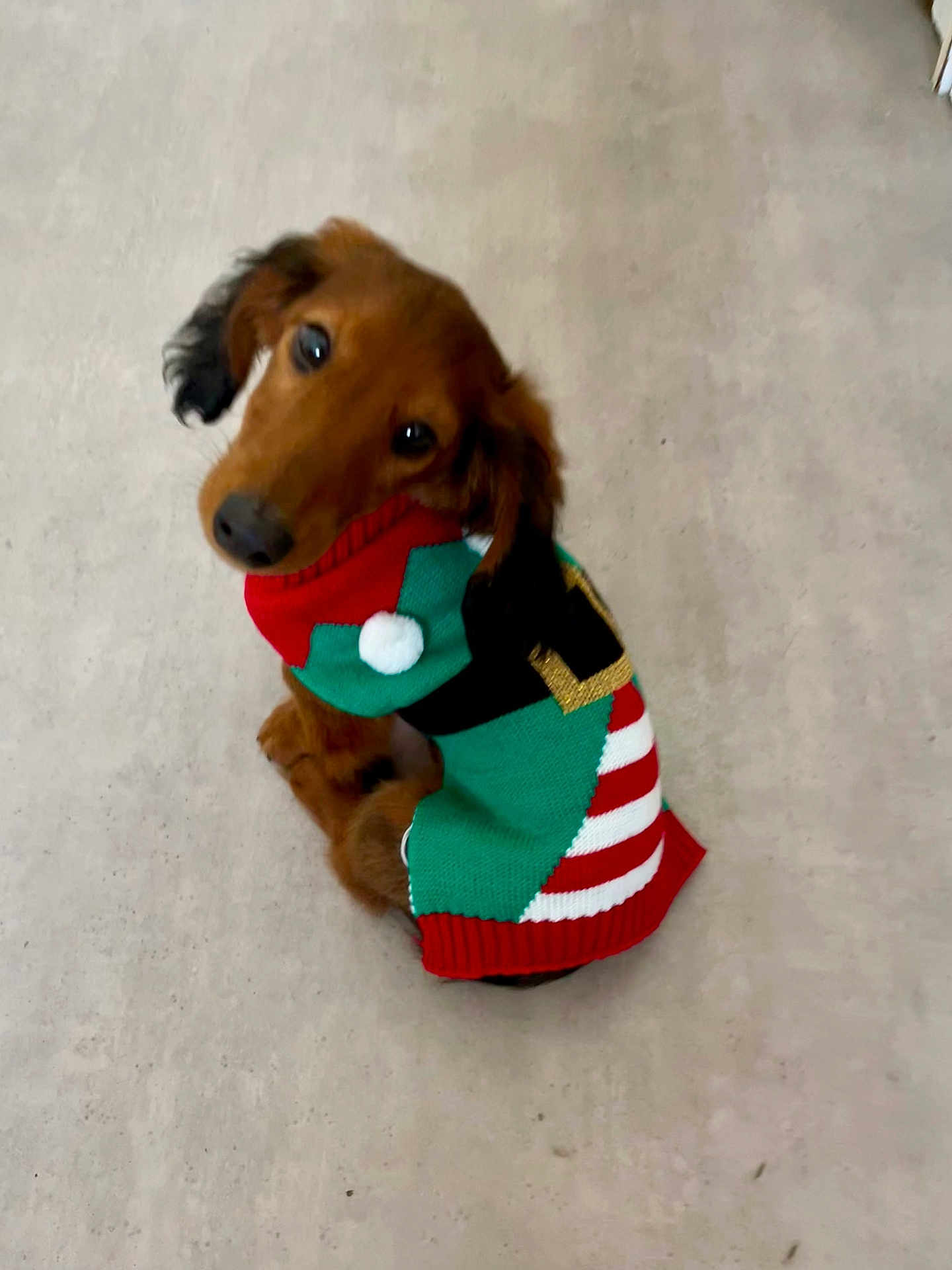 Aramis participe au concours pour gagner de l'argent avec cette photo : dog, puppy, dachshund, pet, sweater, holiday, christmas, festive, cute, brown, looking_up, indoors, floor, canine, animal, small_dog, adorable, knitted, red, green
