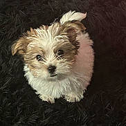 Bubbles is registered to the contest to win money with this photo: puppy, dog, small_dog, fluffy, white_fur, brown_fur, pet, cute, looking_up, carpet, black_background, indoor, adorable, young_dog, fur, animal, companion, cute_pet, portrait, sitting